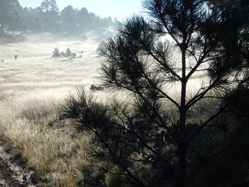 GDMBR: Sunlight refracting in the feather grass dew.